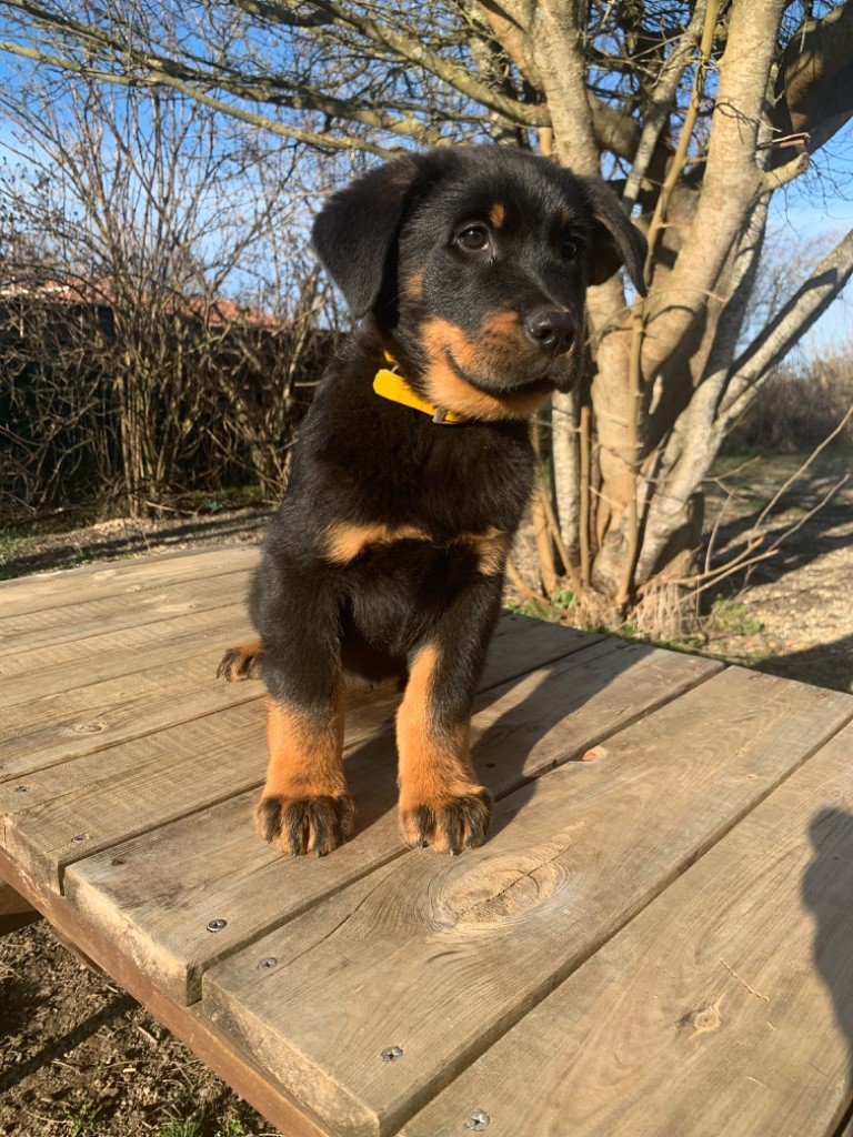 du berceau de bfamily - Berger de Beauce - Portée née le 27/11/2022