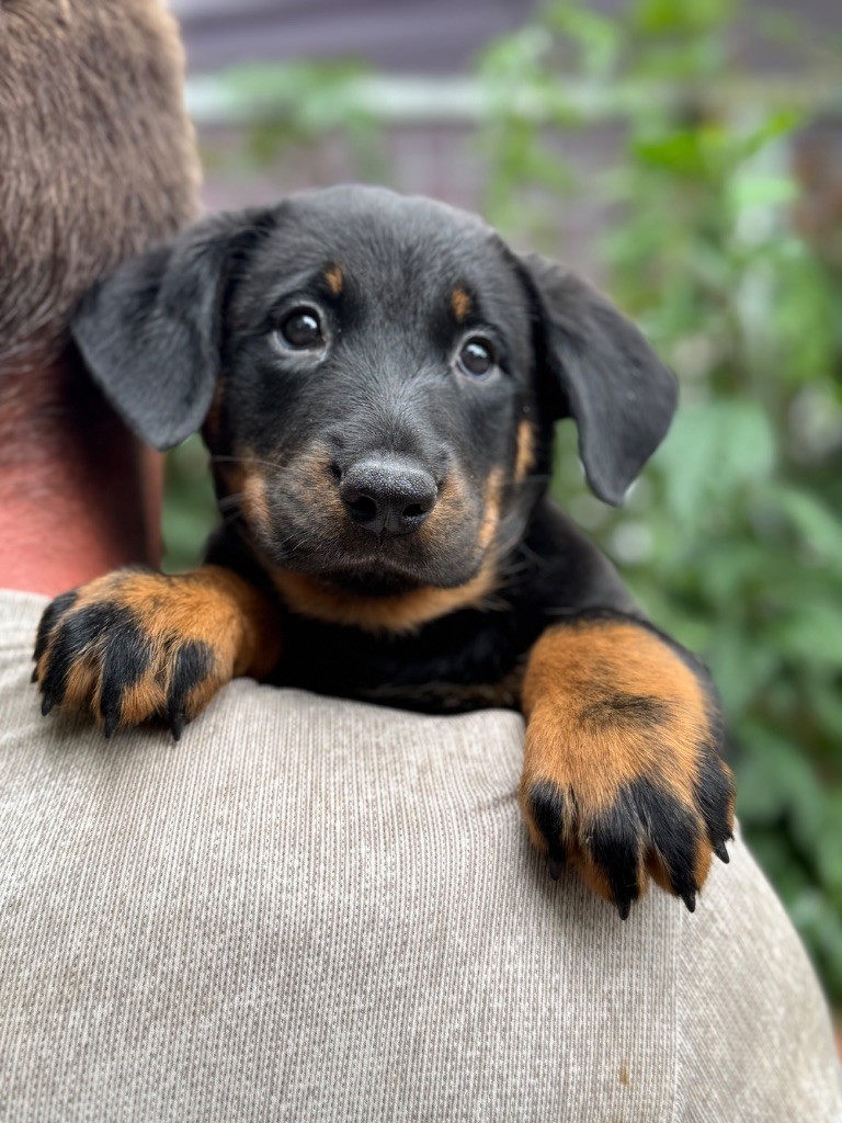 du berceau de bfamily - Chiots disponibles - Berger de Beauce