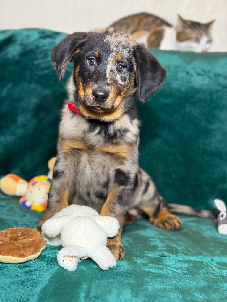 du berceau de bfamily - Chiots disponibles - Berger de Beauce