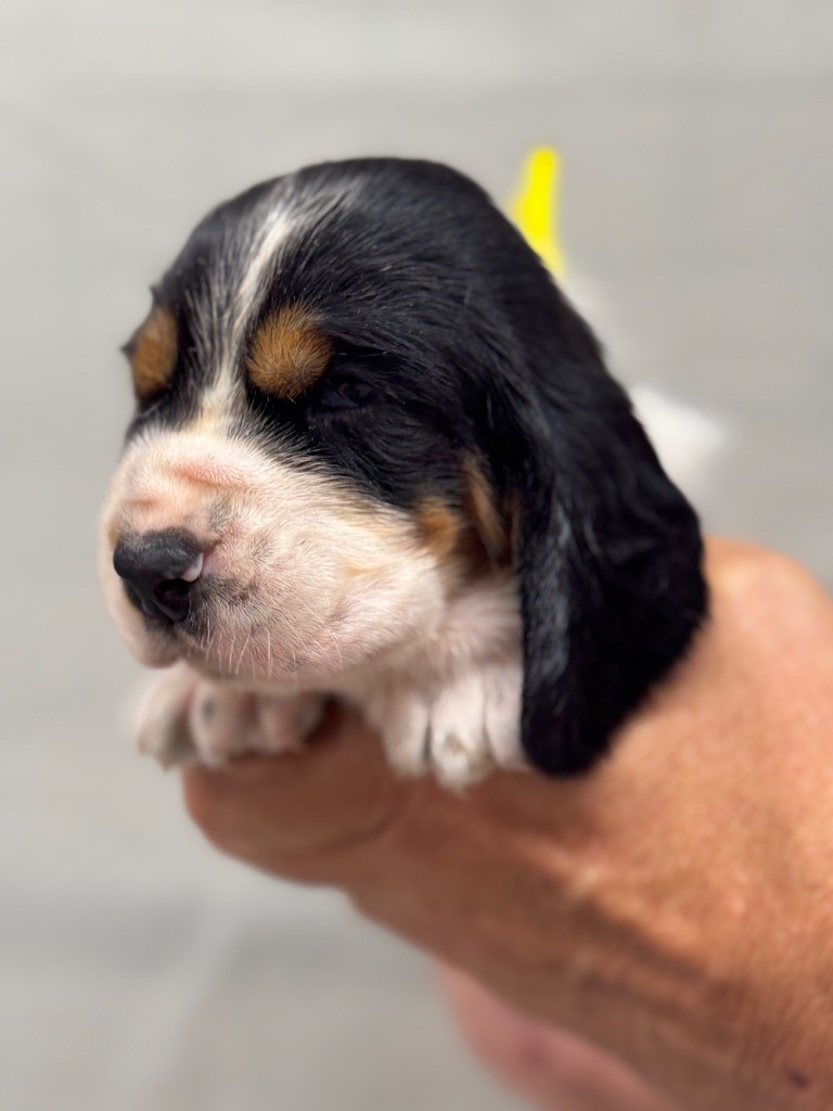 du berceau de bfamily - Chiots disponibles - Basset Hound