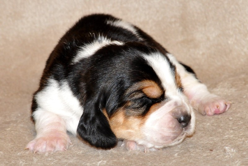 du berceau de bfamily - Basset Hound - Portée née le 09/12/2014