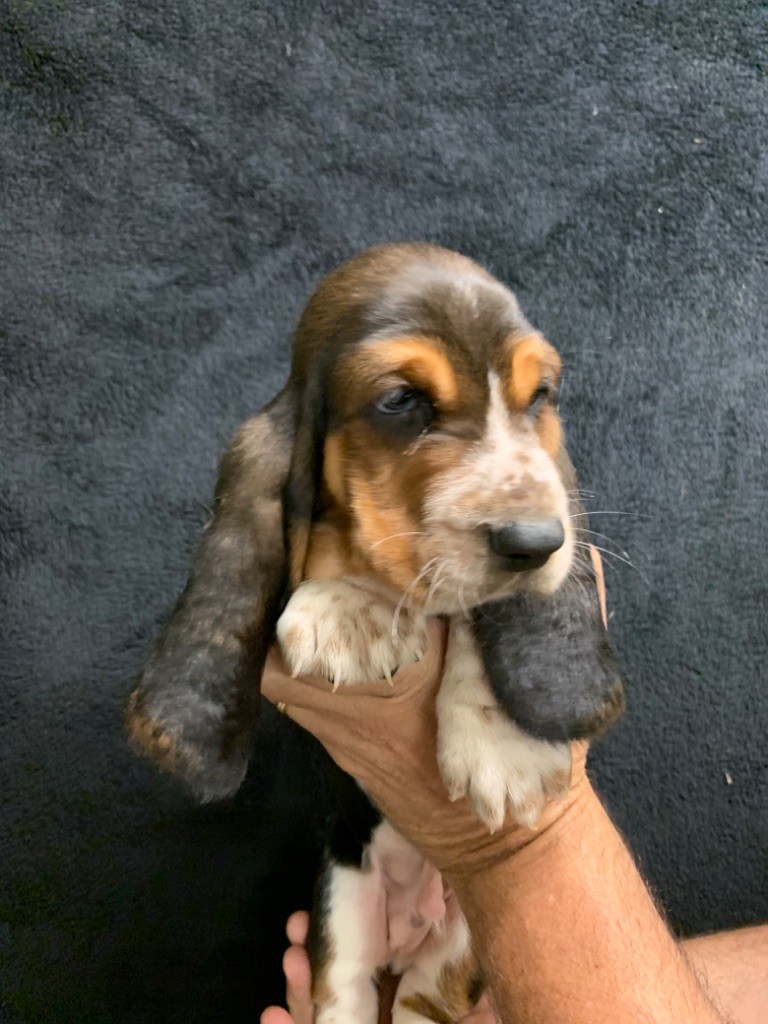 du berceau de bfamily - Basset Hound - Portée née le 02/09/2022