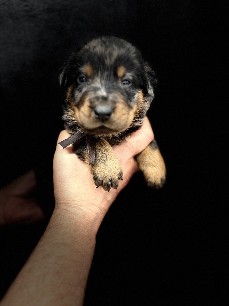 du berceau de bfamily - Chiots disponibles - Berger de Beauce