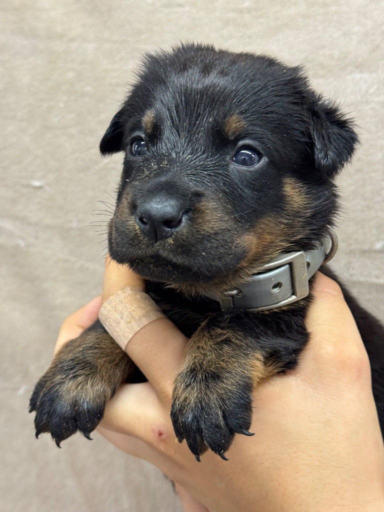 du berceau de bfamily - Chiots disponibles - Berger de Beauce