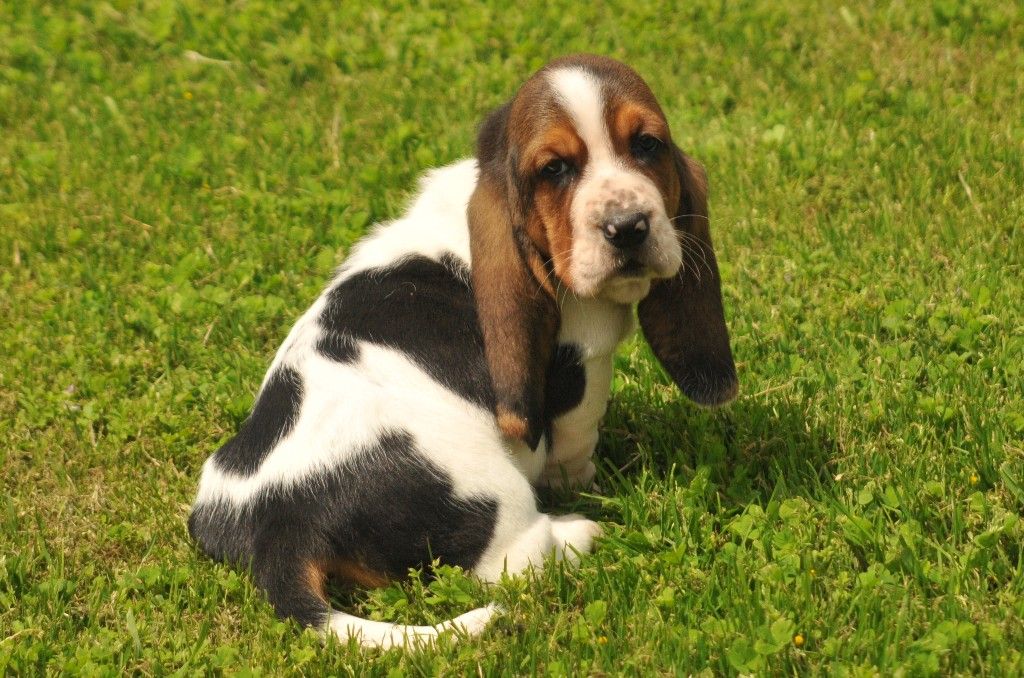 du berceau de bfamily - Basset Hound - Portée née le 30/03/2018